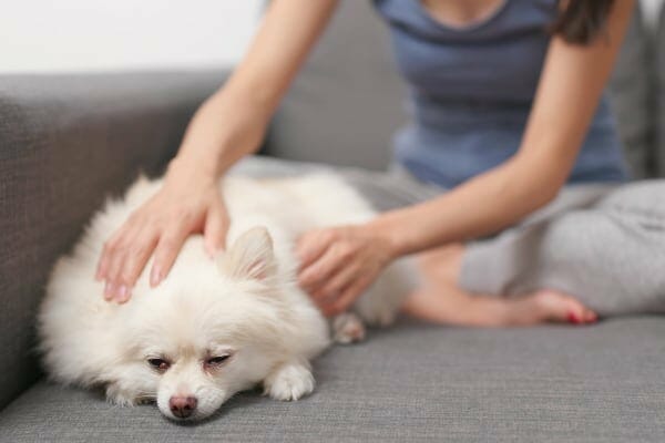 womana's hands petting white dog. photo