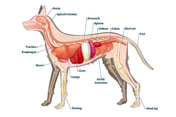 Diagram of the anatomy of the dog with lines to the dog's kidneys and organs