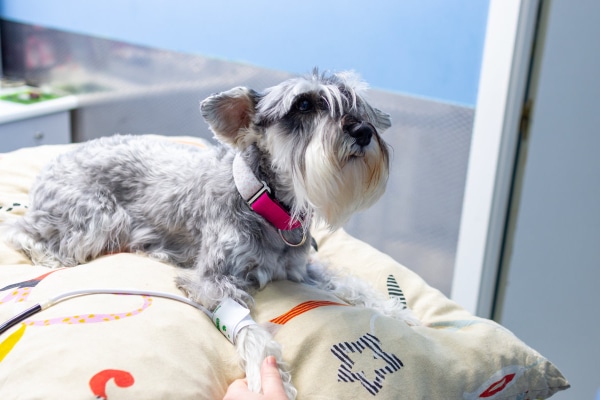 Schnauzer dog sitting on a pillow, having her blood pressure taken