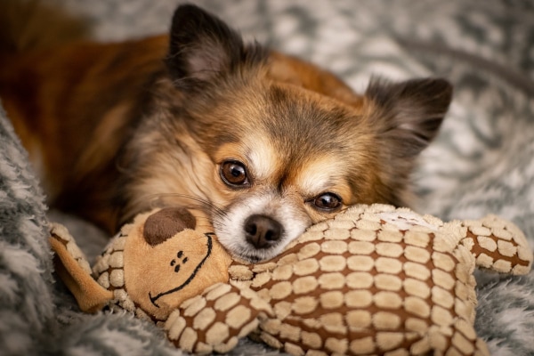 Small Chihuahua lying with a toy on the bed, photo