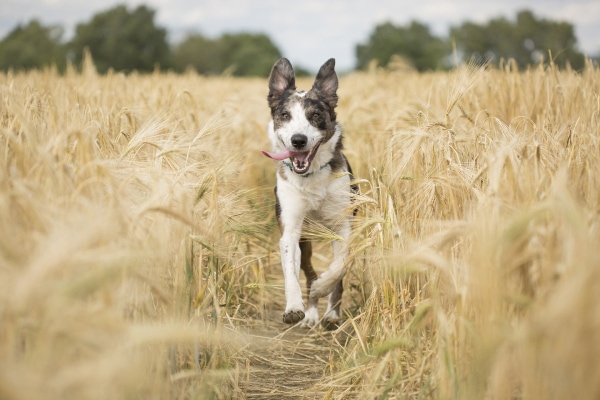 Shepherd mix running through tall grass