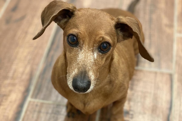 Senior Dachshund on the kitchen floor, photo