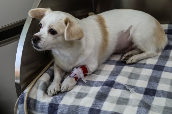 Chihuahua dog receiving IV fluids, which is a treatment for acute kidney failure in dogs