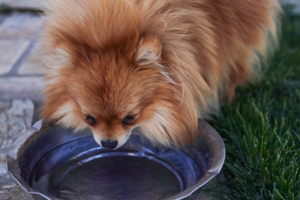 Pomeranian dog drinking out of a water bowl as an example of increased thirst due to chronic kidney disease in dogs