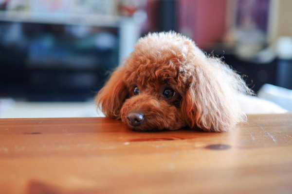 Toy poodle resting her chin on the kitchen counter, photo