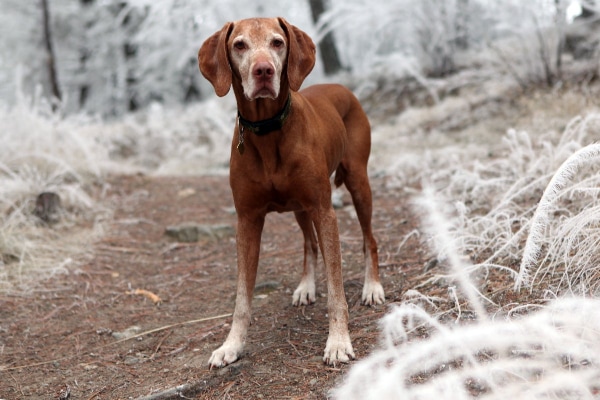 Senior Viszla  odgon a trail in the winter