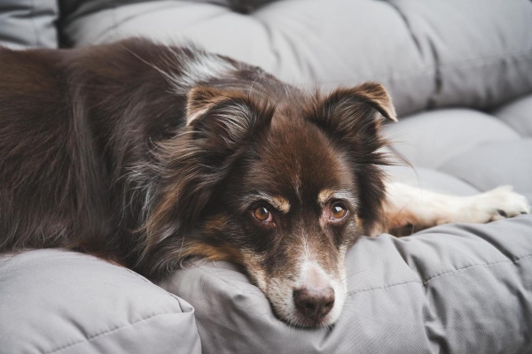 Senior Australian Shepherd lying down on the couch looking lethargic, photo