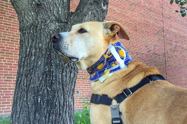 Due to having late stage kidney disease in dogs, this Labrador cross is wearing a feeding tube around his neck to assist hydration 