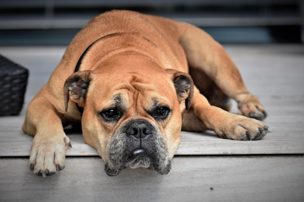 Senior Bulldog lying outside on the porch.