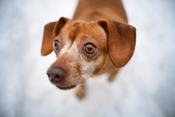 Senior Dachshund looking upwards with a concerned look on his face.