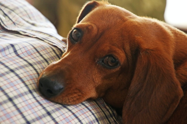 Dachshund lying on his owner's chest looking lethargic, which is a 