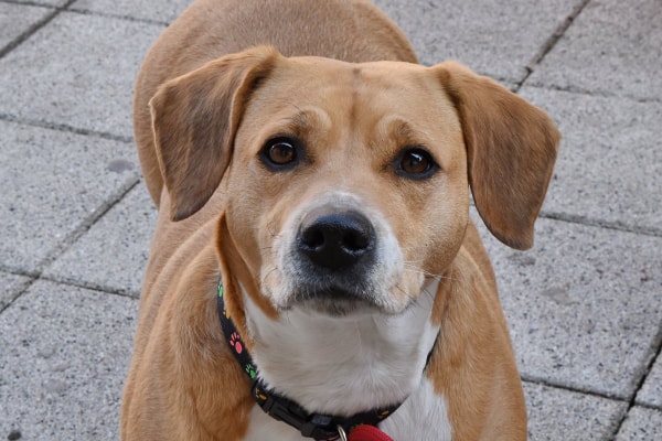 Hound mix standing outdoors on the patio looking upwards.