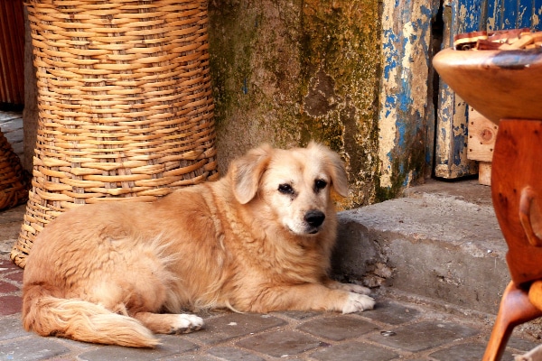 Senior Golden Retriever mix lying down outside on the patio.