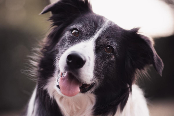 Senior Border Collie with his head tilted.