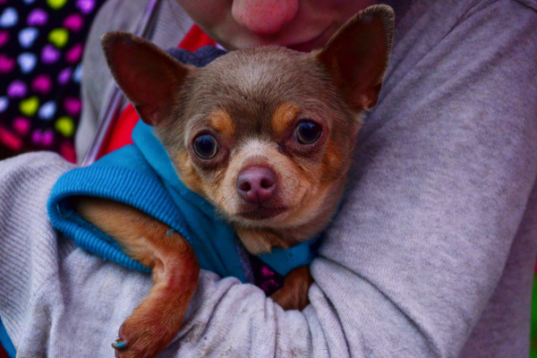 Chihuahua being held gently by his owner who is kissing his head—as if trying to make the decision on euthanasia for dog kidney failure