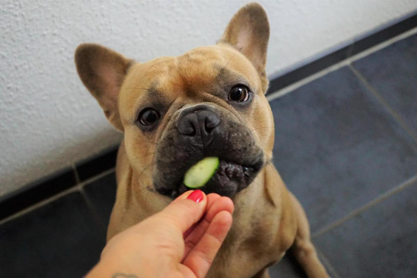 French Bulldog eating a slice of cucumber.