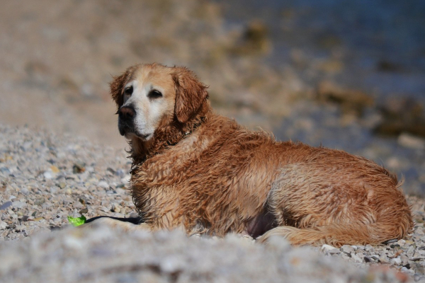 Senior Golden Retriever lying on a rocky beach.