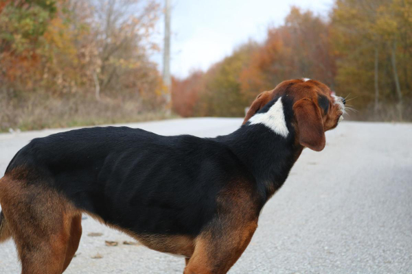 Very skinny Hound mix on a paved roadway. Weight loss is a sign of kidney disease in dogs
