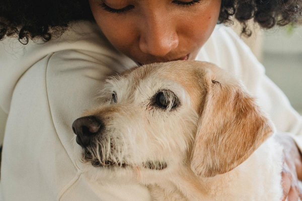 Senior Terrier mix being held by his owner and kissed on the head as if the owner's trying to make the decision on euthanizing the dear dog due to kidney failure