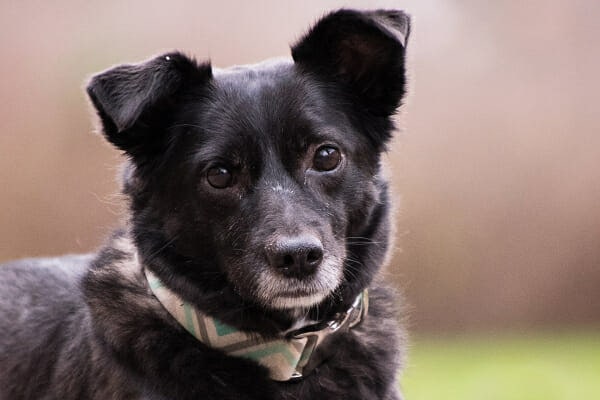 Black dog with head slightly cocked, photo