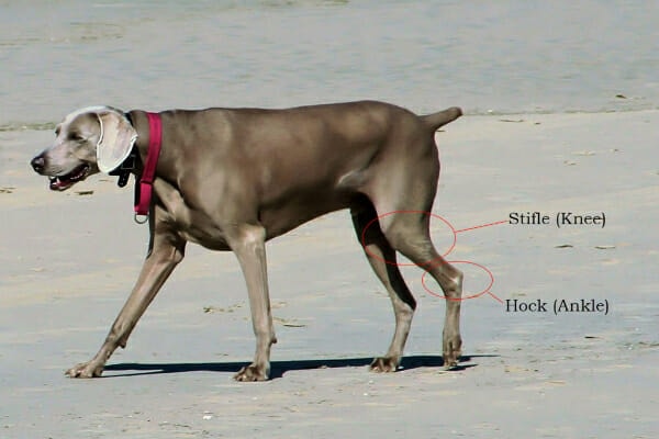 Weimaraner walking on a beach with their stifle (knee) and hock (ankle) circled and labeled, photo