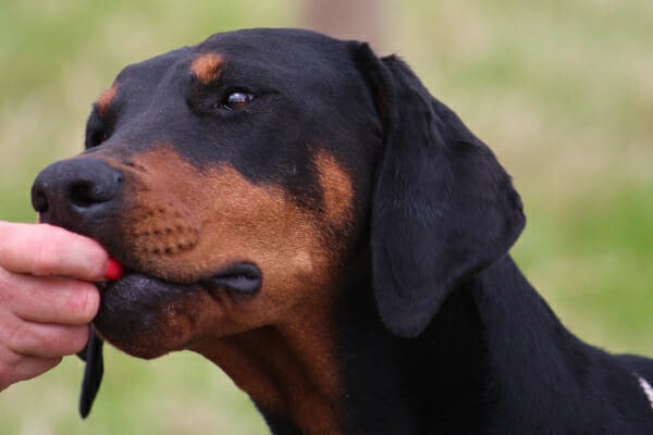 Owner feeding a Doberman some medication, photo