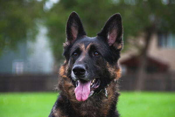 German Shepherd in a grassy field, photo