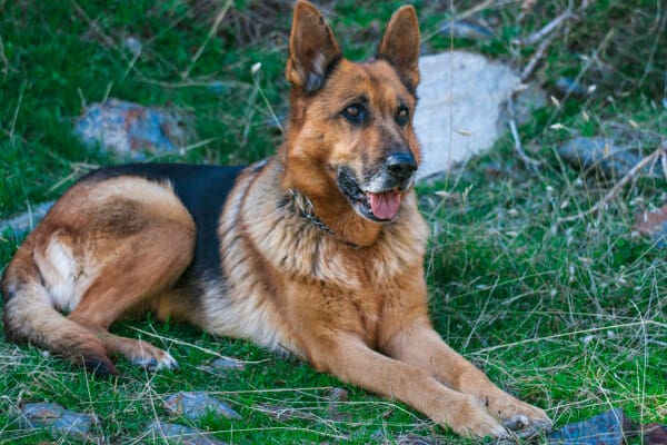 German Shepherd laying down in the grass, photo