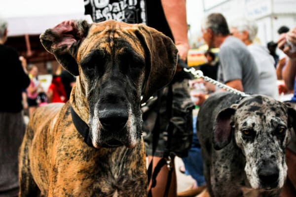 Two Great Danes on a walk in a street fair, photo