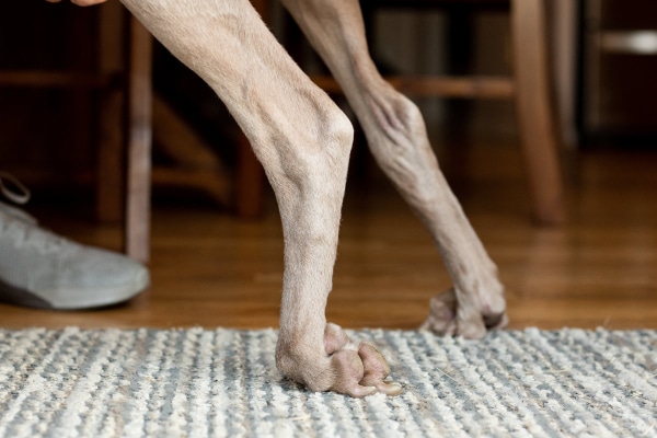 Back foot of a dog that is knuckling under, photo