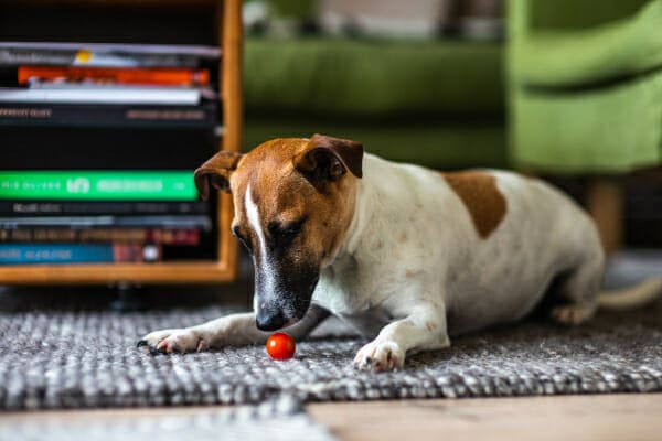 Jack Russell Terrier playing with a ball on the rug