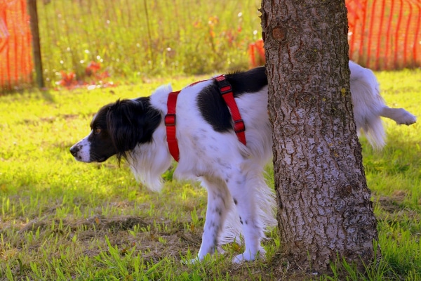 Black and white setter mix lifting his leg and urinating on a tree trunk.