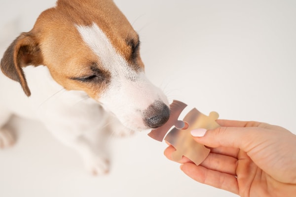 Terrier holding one puzzle piece in his mouth and his owner holding another puzzle piece, they are fitting them together.