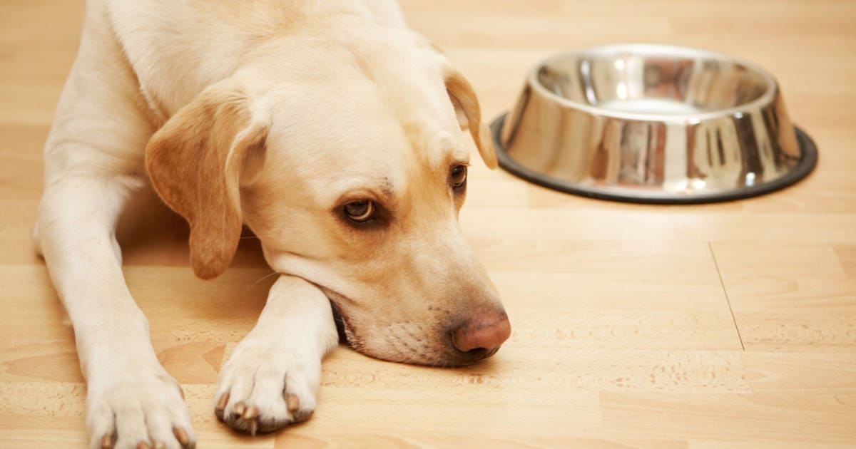 Why Is My Old Dog Not Eating 2 Vets Share Causes Tips Dr Buzby s 