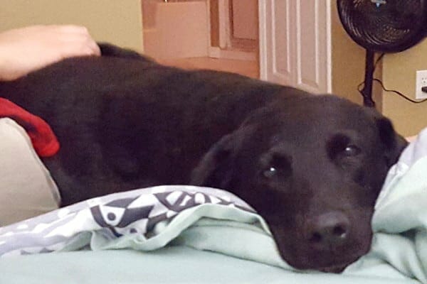 older dog lying on bed, photo 