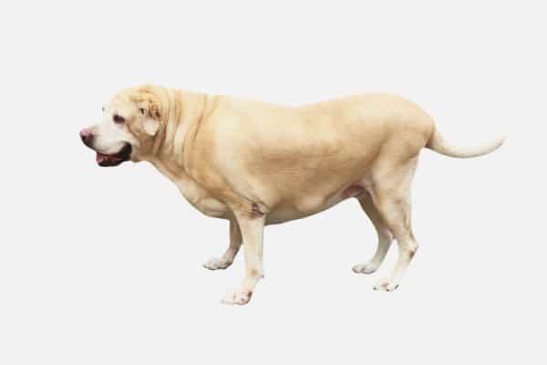 Overweight Labrador Retriever dog with muscle weakness in hind end classic to hip dysplasia