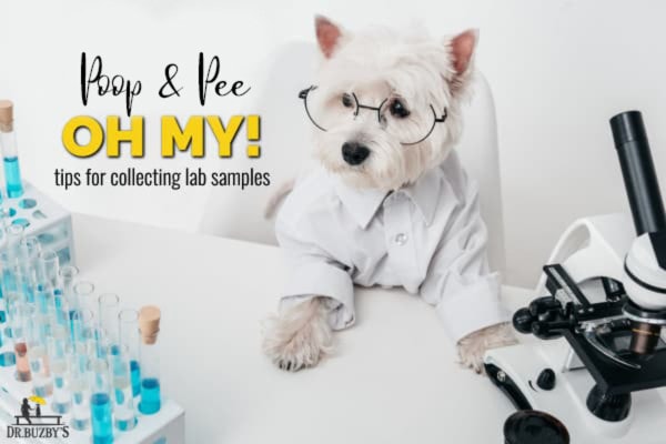 Dog in a lab coat looking at dog poop and pee lab samples