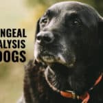 Laryngeal Paralysis in Dogs: The Ultimate Guide