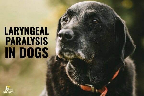 older black Labrador Retriever dog and title laryngeal paralysis in dogs, photo