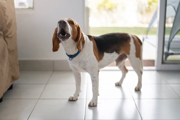 Beagle barking in the living room