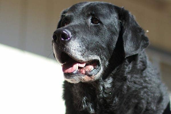 Black Labrador panting who could be at risk for layngeal paralysis