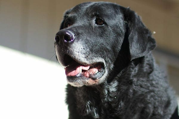 Grey muzzled Black Labrador panting 