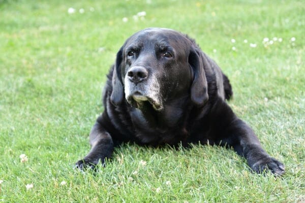 Senior black Labrador dog lying down in grass, photo