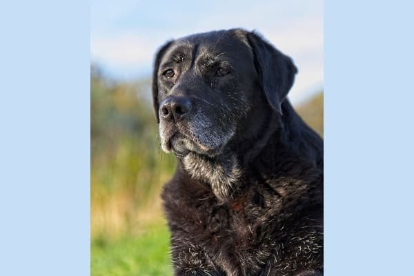 Senior black lab sitting outdoors 