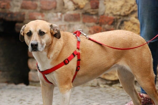 Dog wearing harness, photo