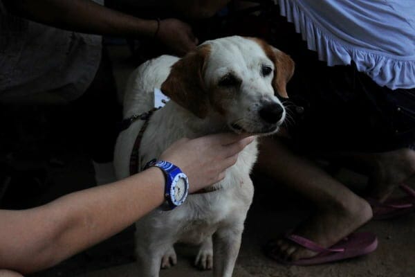 Dog being held by owner, photo