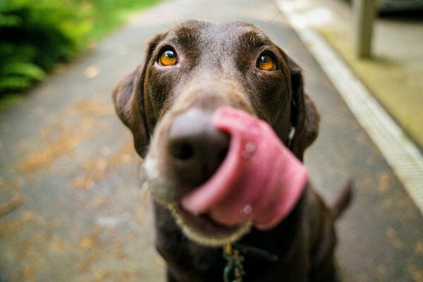 Chocolate Labrador Retriever licking his nose