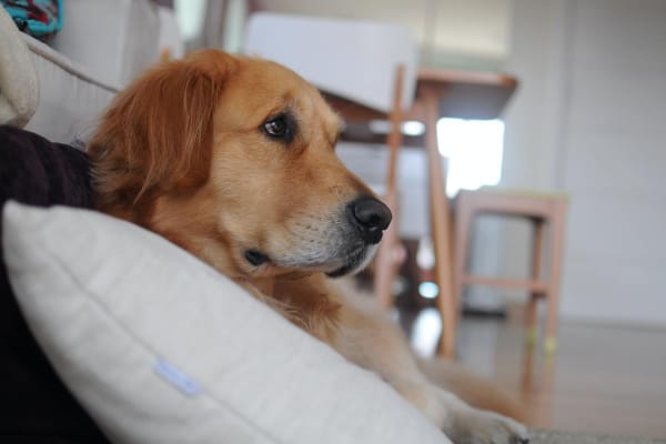 Dog lying on the couch in a cool room 