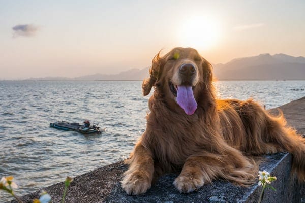 Golden lying down near the water at sunset 