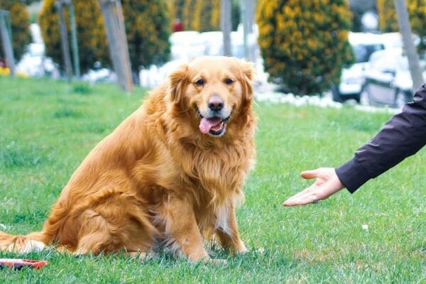 Older Golden Retriever sitting outside panting